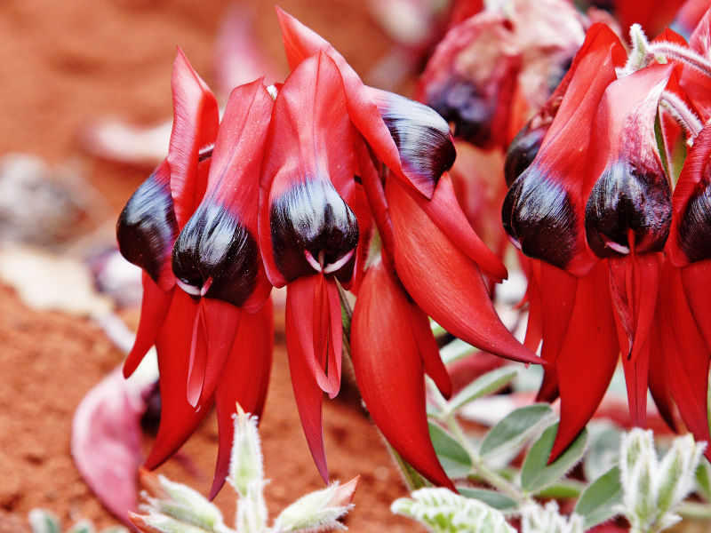 Sturts Desert Pea Sturts Desert Pea